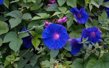 Voluntariado ambiental en San Isidro: cuándo es y cómo participar de la jornada en la Quinta Los Ombúes
