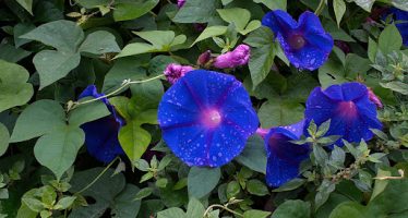 Voluntariado ambiental en San Isidro: cuándo es y cómo participar de la jornada en la Quinta Los Ombúes