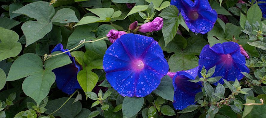 Voluntariado ambiental en San Isidro: cuándo es y cómo participar de la jornada en la Quinta Los Ombúes