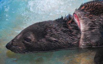 Lobo marino regresó al mar tras recuperarse de una profunda herida en el cuello