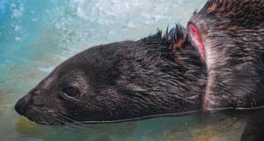 Lobo marino regresó al mar tras recuperarse de una profunda herida en el cuello