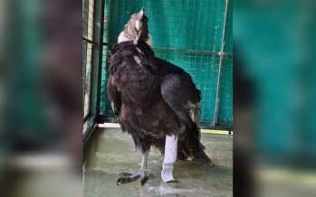 Fundación Temaikèn logra rehabilitar a un cóndor mediante una prótesis funcional