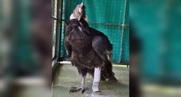 Fundación Temaikèn logra rehabilitar a un cóndor mediante una prótesis funcional