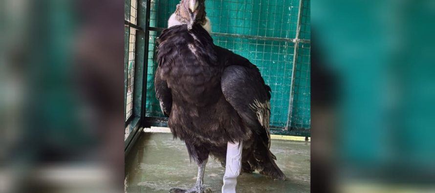 Fundación Temaikèn logra rehabilitar a un cóndor mediante una prótesis funcional