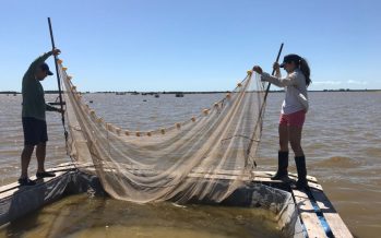 Ciencia y comunidad se unen para repoblar con pejerrey las lagunas bonaerenses