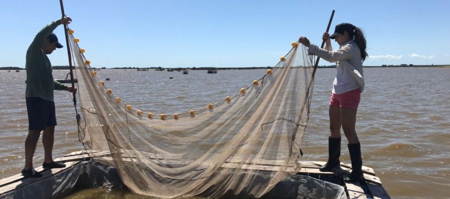 Ciencia y comunidad se unen para repoblar con pejerrey las lagunas bonaerenses