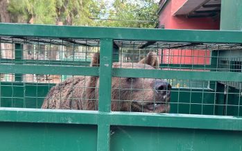 Trasladan a los animales que se encontraban en el ex zoológico de Luján