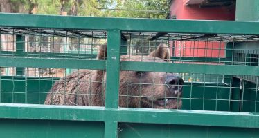Trasladan a los animales que se encontraban en el ex zoológico de Luján