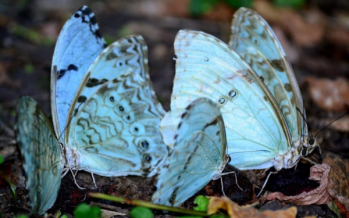 Mundo Mariposas: taller en el Parque Natural Municipal Ribera Norte de San Isidro