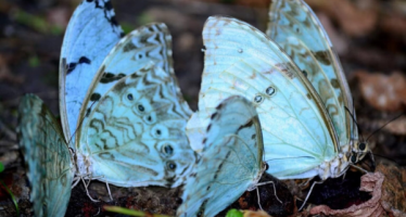 Mundo Mariposas: taller en el Parque Natural Municipal Ribera Norte de San Isidro