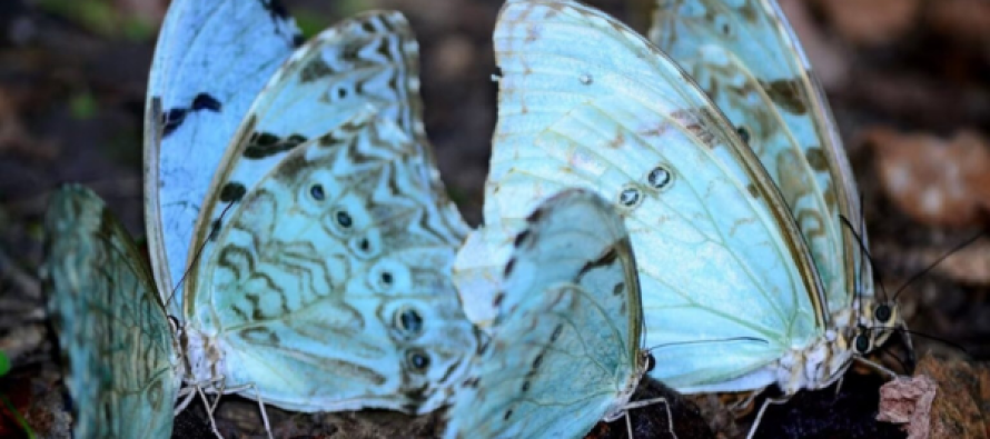 Mundo Mariposas: taller en el Parque Natural Municipal Ribera Norte de San Isidro
