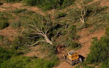 El norte también pierde sus bosques