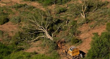 El norte también pierde sus bosques