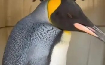 Un pingüino rey fue rescatado en las costas de Vicente López