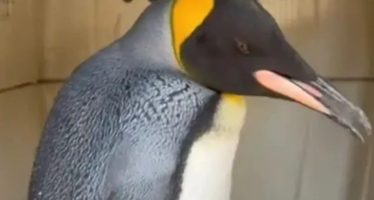 Un pingüino rey fue rescatado en las costas de Vicente López