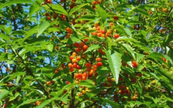 Estudian semillas nativas para restaurar ambientes del Río de la Plata
