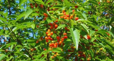 Estudian semillas nativas para restaurar ambientes del Río de la Plata