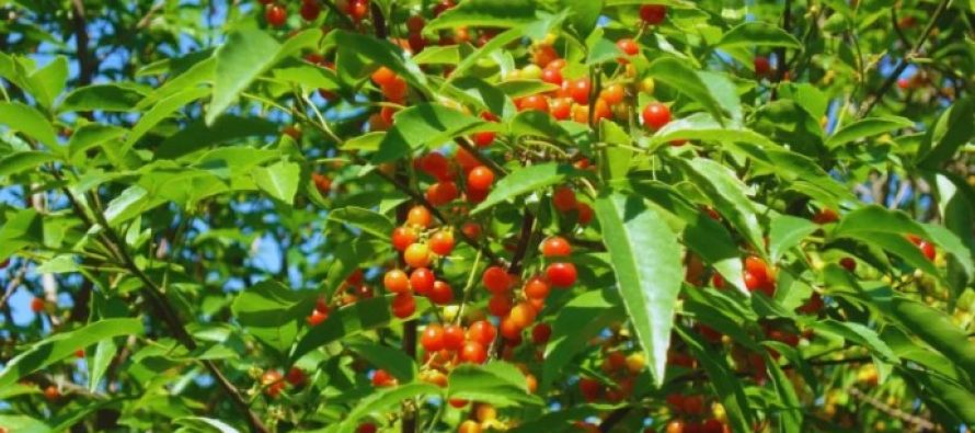 Estudian semillas nativas para restaurar ambientes del Río de la Plata