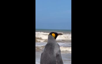 De Vicente López al océano: liberaron al pingüino rey que apareció en el Río de la Plata