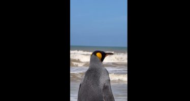 De Vicente López al océano: liberaron al pingüino rey que apareció en el Río de la Plata