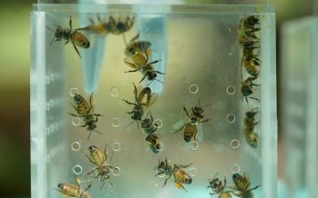 Un estudio reveló que las abejas aprendieron a evitar el polen contaminado con agroquímicos