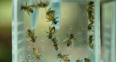 Un estudio reveló que las abejas aprendieron a evitar el polen contaminado con agroquímicos
