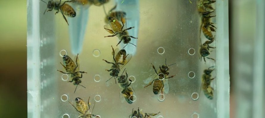 Un estudio reveló que las abejas aprendieron a evitar el polen contaminado con agroquímicos