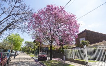 San Isidro completa el 90% de su primer Censo de Arbolado: más de 100 mil ejemplares registrados