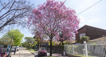 San Isidro completa el 90% de su primer Censo de Arbolado: más de 100 mil ejemplares registrados