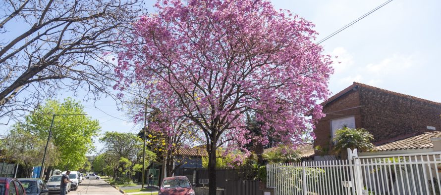 San Isidro completa el 90% de su primer Censo de Arbolado: más de 100 mil ejemplares registrados