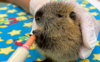 Cómo evolucionan los tres coipos rescatados del tráfico ilegal en el Delta de Zárate