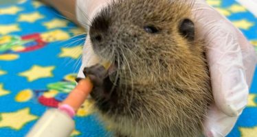 Cómo evolucionan los tres coipos rescatados del tráfico ilegal en el Delta de Zárate