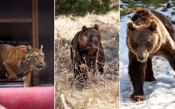 Cómo se encuentran los animales rescatados del zoológico de Luján