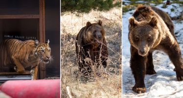 Cómo se encuentran los animales rescatados del zoológico de Luján
