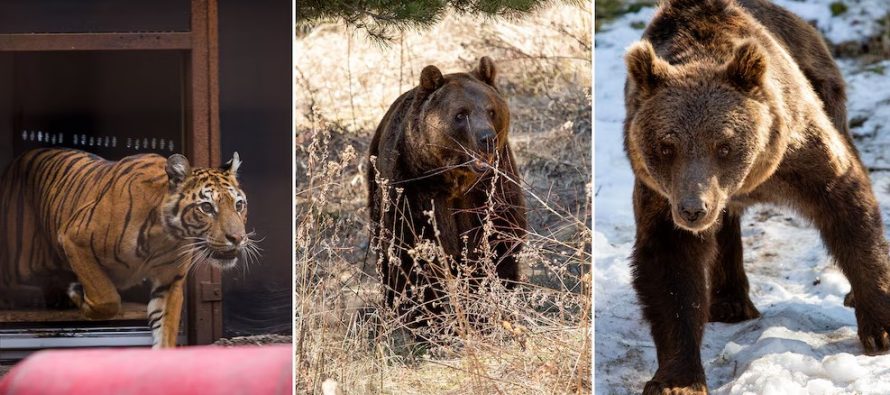 Cómo se encuentran los animales rescatados del zoológico de Luján