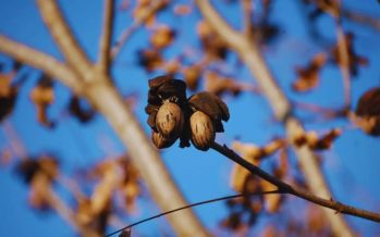 Nuez pecán, una economía regional que se expande y gana mercados