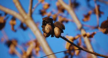 Nuez pecán, una economía regional que se expande y gana mercados