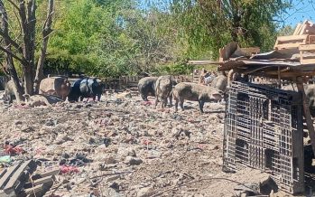Rescataron 25 animales de un basural en el predio de la Ruta 26