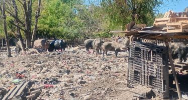 Rescataron 25 animales de un basural en el predio de la Ruta 26