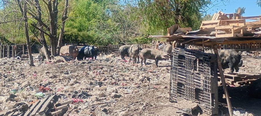 Rescataron 25 animales de un basural en el predio de la Ruta 26