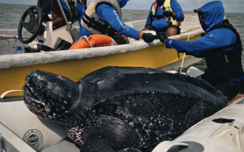Hito para la conservación: por primera vez rastrean satelitalmente a machos de tortuga laúd en el Mar Argentino