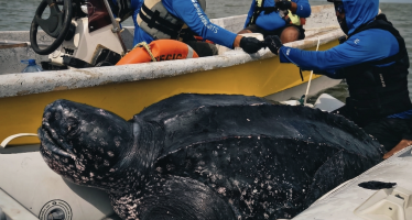 Hito para la conservación: por primera vez rastrean satelitalmente a machos de tortuga laúd en el Mar Argentino