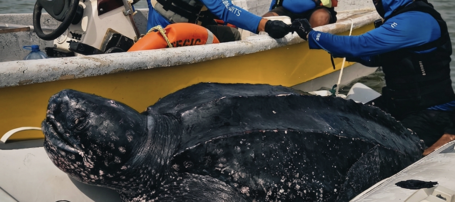 Hito para la conservación: por primera vez rastrean satelitalmente a machos de tortuga laúd en el Mar Argentino