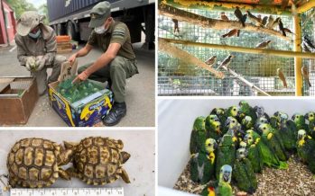 Tráfico de fauna en Argentina: el drama de las 135 especies afectadas y el riesgo del mascotismo ilegal