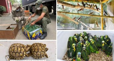 Tráfico de fauna en Argentina: el drama de las 135 especies afectadas y el riesgo del mascotismo ilegal