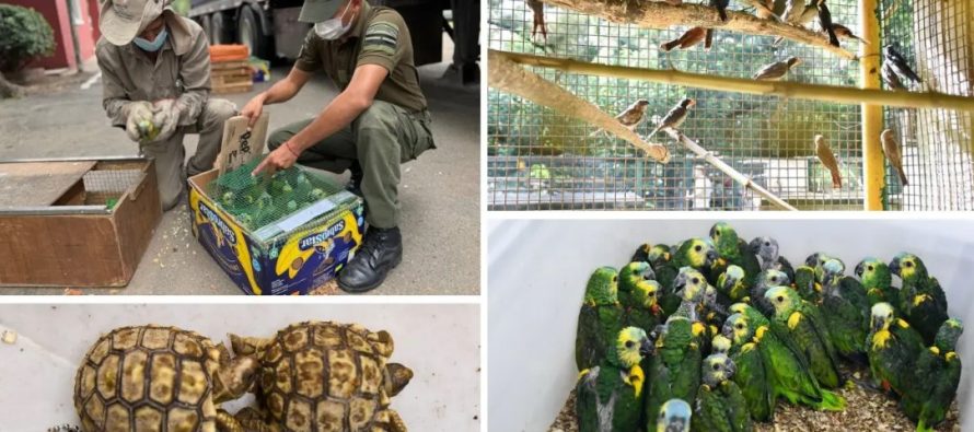 Tráfico de fauna en Argentina: el drama de las 135 especies afectadas y el riesgo del mascotismo ilegal