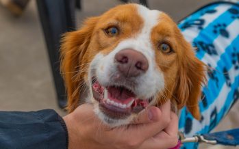 San Fernando celebró el Día del Animal con diversas actividades