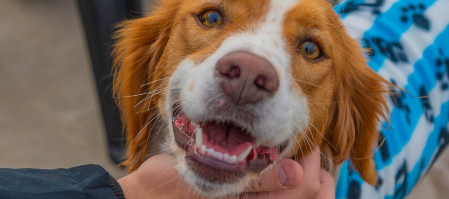 San Fernando celebró el Día del Animal con diversas actividades
