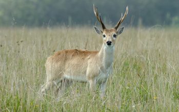 Autorizan la caza controlada de jabalíes para proteger al venado de las pampas
