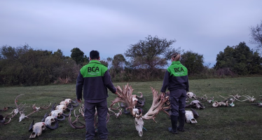 Entre Ríos: investigan una red de caza ilegal tras el sacrificio de un ciervo de 72 puntas